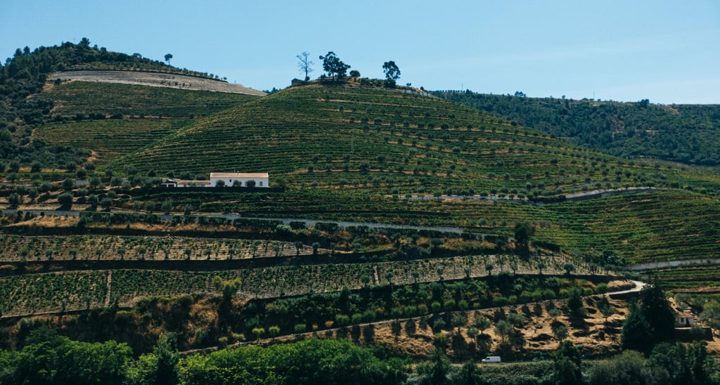 Private Douro Valley wine tour with vineyard views
