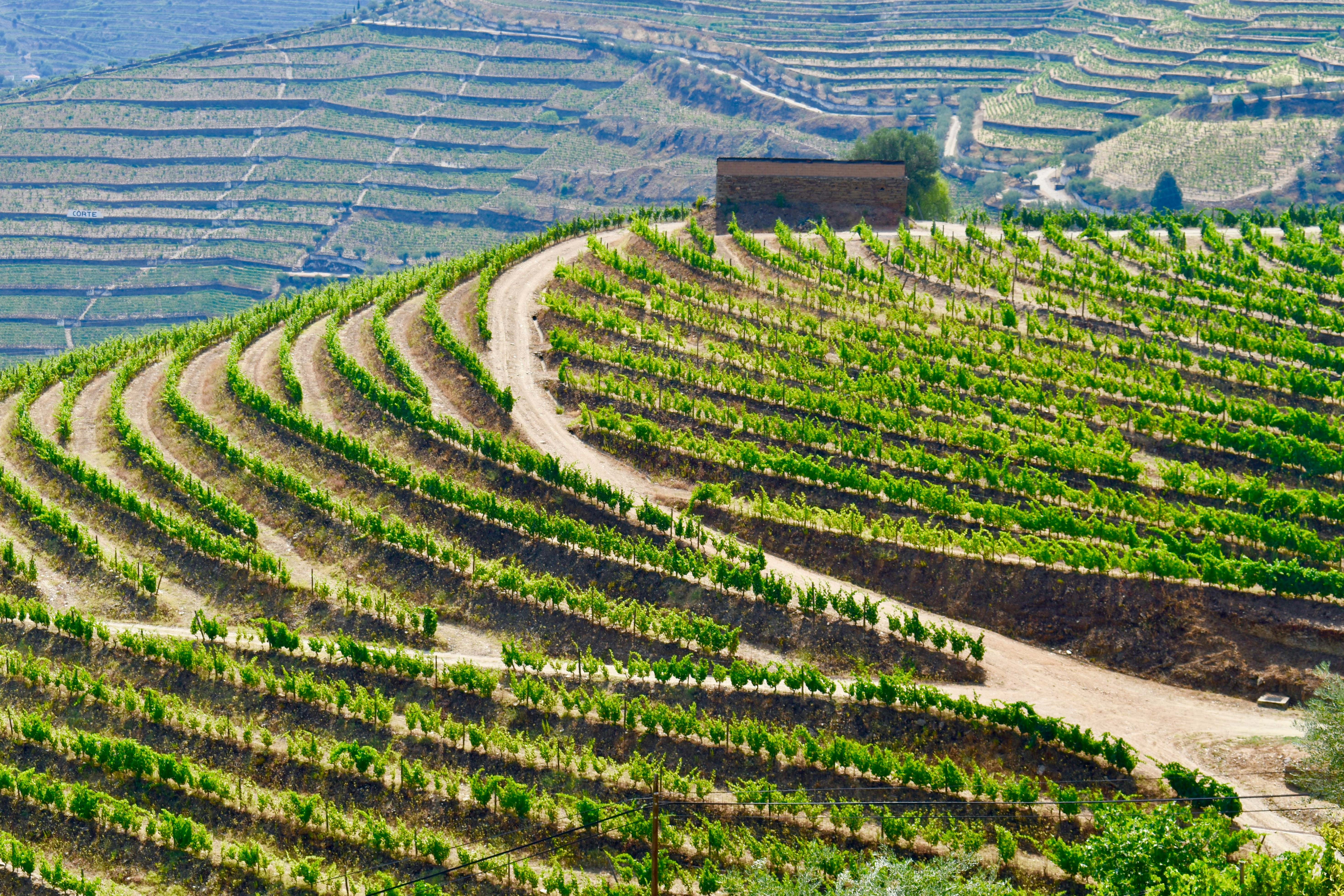 Douro Valley terraced vineyards along the river on a private wine tour